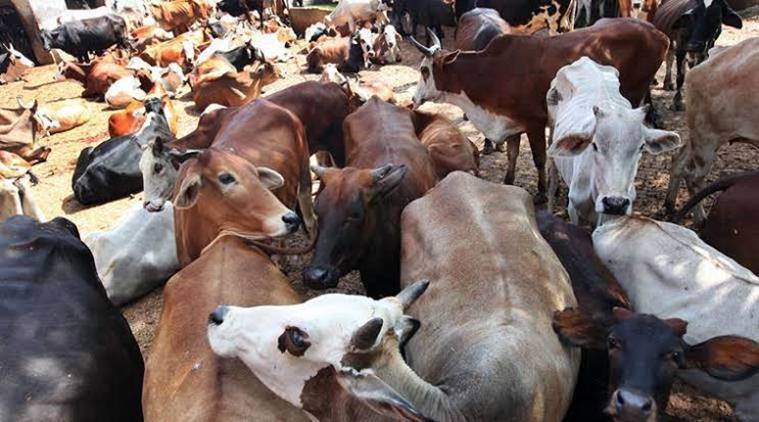 cattel in india, cattle population in India, Uttar Pradesh livestock census, livestock census india, West Bengal Livestock Census report, BJP cow, indian express