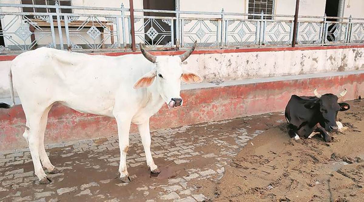 Gau cabinet' meets; Madhya Pradesh considers cow cess for gaushalas | India  News,The Indian Express