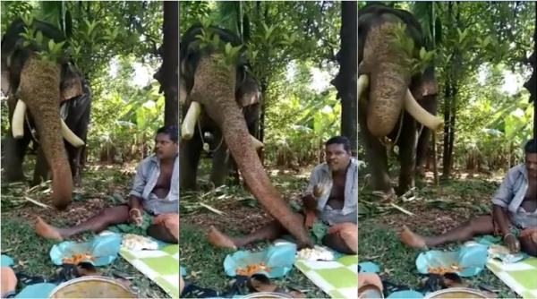 elephant sharing meal with man, elephant eating out of man's plate, elephant stealing man food, viral videos, cute animal videos, kerala elephant videos, indian express