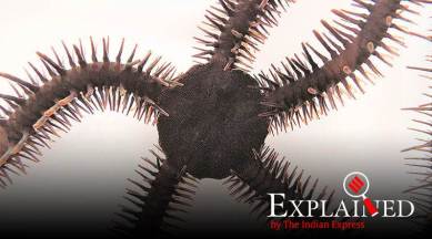 Red brittle star, Ophiocoma wendtii. Lauren Sumner-Rooney/University of Oxford