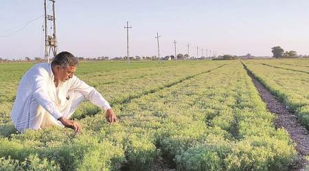 gujarat farmers, gujarat oilseeds farming, castor farming gujarat, groundnut farming, gujarat news, indian express
