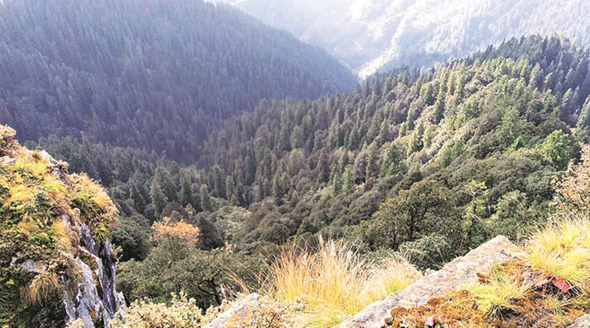 Himachal Pradesh: In 22 yrs, Chir Pine density down by 72% in Chamba