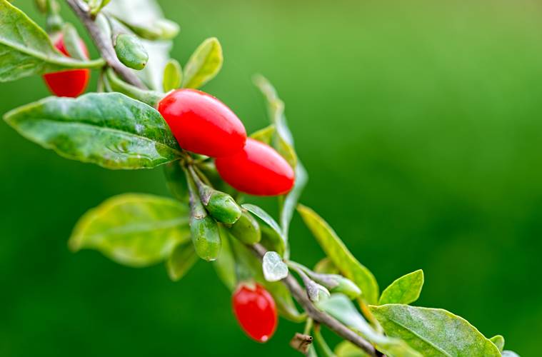 goji berries, health benefits, indian express news