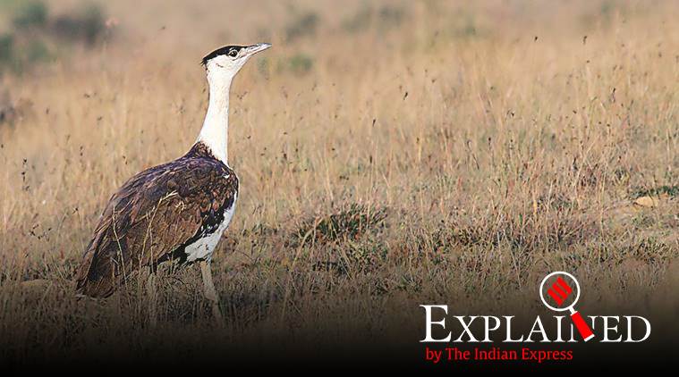 Great Indian bustard  Natural History, Conservation Status