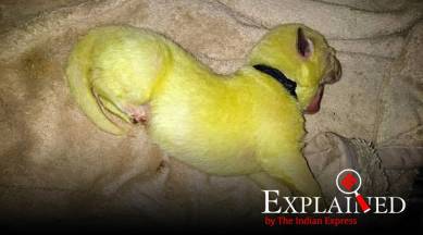 Explained: How 'Hulk' the German-Shephard puppy got its lime-green colour