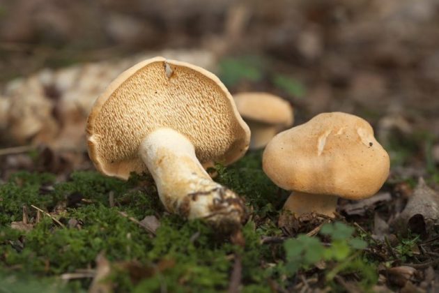 Types of mushrooms, edible mushrooms, 13 types of mushrooms that are edible