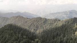 forest in himachal pradesh, Kinnaur forest, decline in forest area in himachal pradesh, decline in forest, forest cover in himachal pradesh, india news, indian express