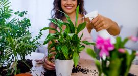 indoor plants, indoor plants tip and tricks, how to grow plants indoor