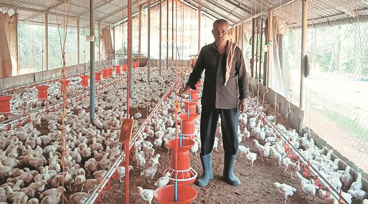 innovative-solutions-how-poultry-farming-is-alleviating-farm-distress