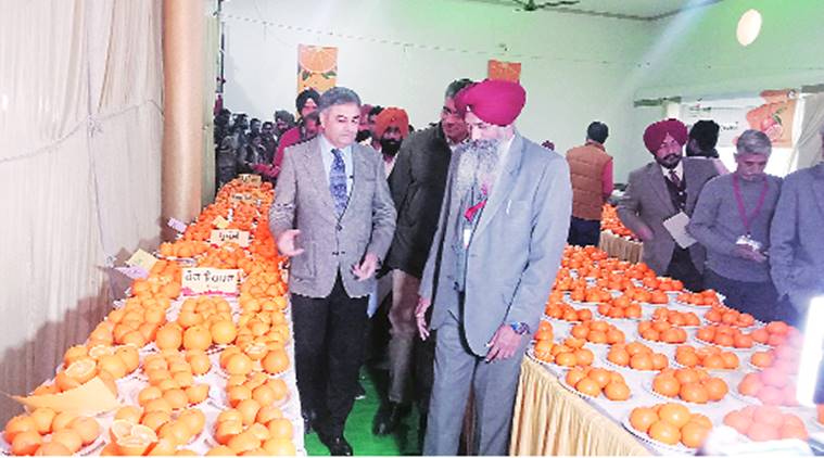 kinnow festival, ludhiana City news, ludhina city agriculture, indian express, ludhiana kinnow festival