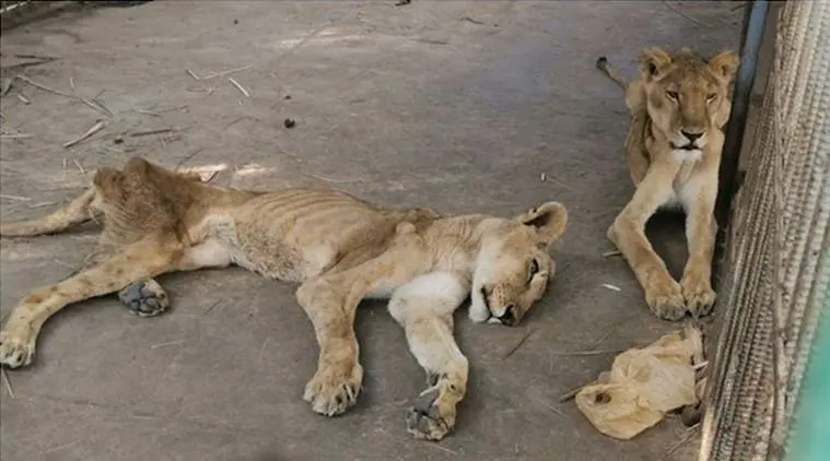 malnourished lions, Sudan, starved African lions, Khartoum's Al-Qureshi Park, Osman Salih, lions, lions in sudan, lions viral pics