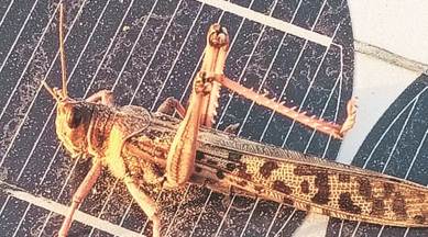 After drones and drugs, locusts from Pakistan raise concerns in Punjab