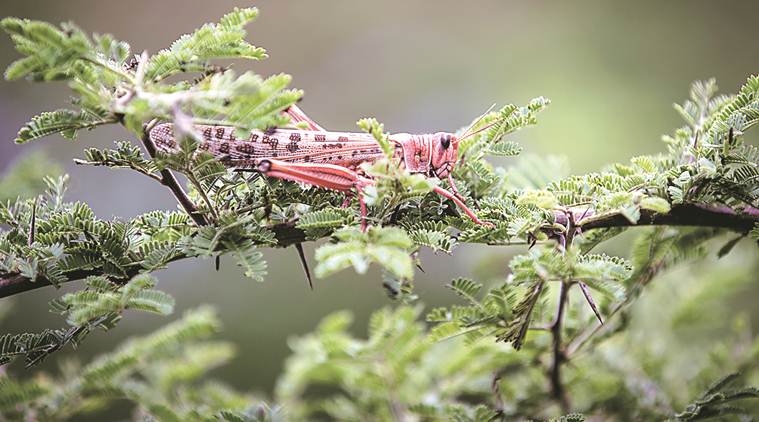 locust attack, Pakistan locust attack, locust attack on crops, locust attack on Pakistan crops, World news, Indian Express