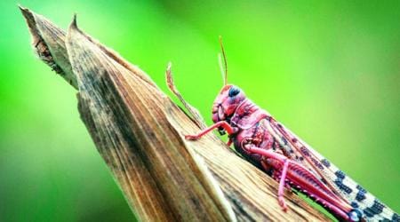 Punjab news, Punjab locust pest attack, pest attack locusts farmers, Indian Express 