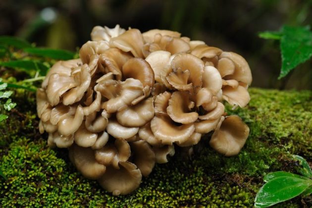Types of mushrooms, edible mushrooms, 13 types of mushrooms that are edible