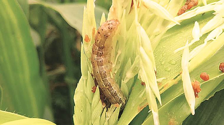 Punjab: Ahead of maize sowing, threat of fall armyworm attack looms ...