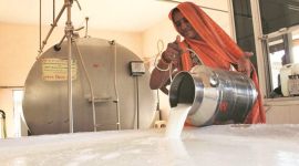 milk, milk powder, butter, skimmed milk powder, milk dairies, nddb, india news, indian express