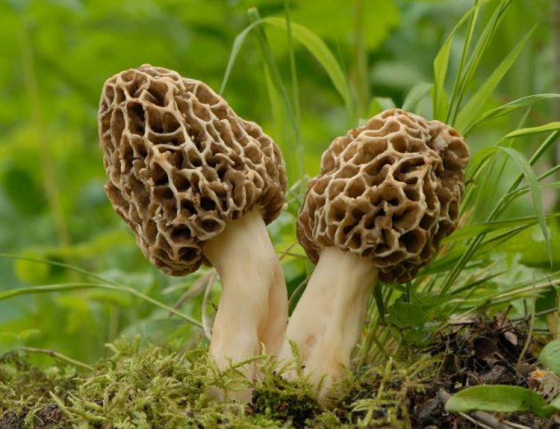 Types of mushrooms, edible mushrooms, 13 types of mushrooms that are edible