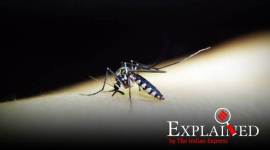 Yada Yada Virus: A new pathogen discovery that’s just, well, yada yada