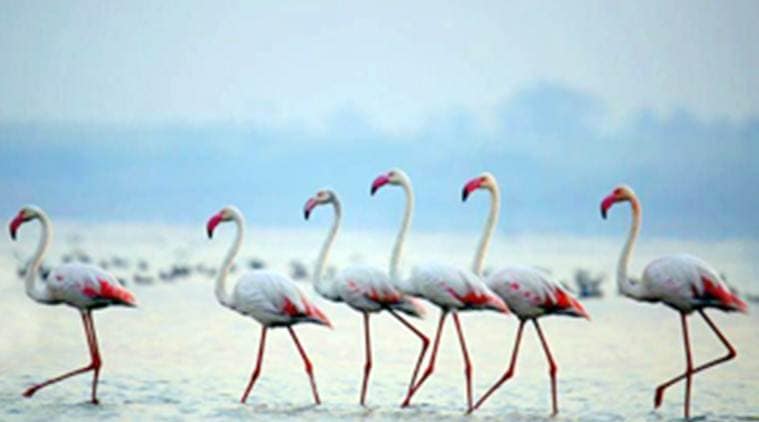 Nandur madhmeshwar wetland becomes maharashtras first ramsar sites