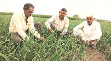 Onion price, onion price hike, onion price rise, onion farming, inflation, food price inflation, wholesale market inflation, indian economy, pm modi, indian express