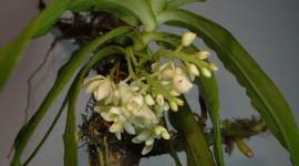 Arunachal Pradesh orchid plants, orchid plants Arunachal Pradesh, Botanical Survey of India, new species of orchids, Northeast news, Indian Express
