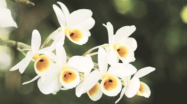 mosquitoes, nectar scents, study, new study on nectar, mosquito repellents, indianexpress.com, PTI,