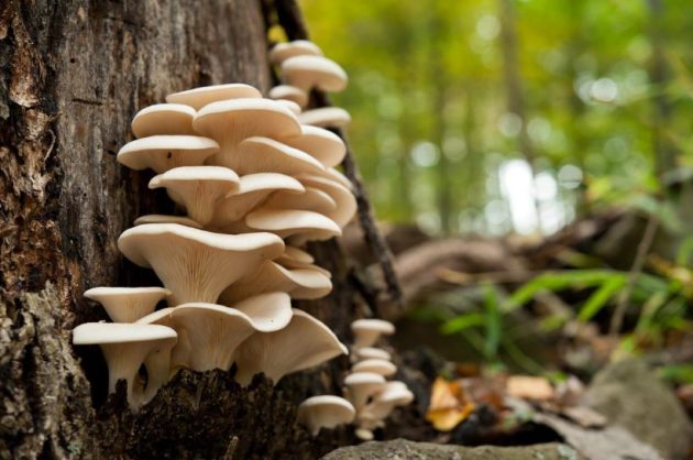 Types of mushrooms, edible mushrooms, 13 types of mushrooms that are edible