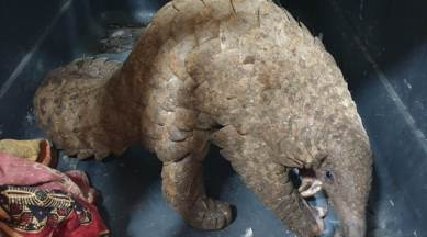 Thane Forest Department, Vashi police, Indian pangolin rescued in Vashi, Vashi police rescues pangolin, Mumbai news, city news, Indian Express