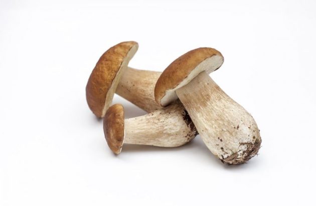 Types of mushrooms, edible mushrooms, 13 types of mushrooms that are edible