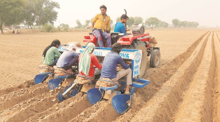 punjab farmers, UP potato farmers, punjab potato farmers, potato farmers, farmers middlemen dupe, punjab farmers, punjab news, india news, indian express