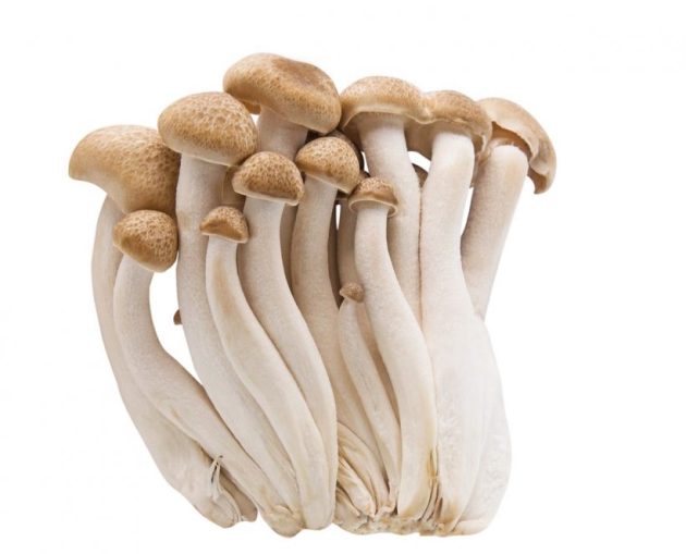 Types of mushrooms, edible mushrooms, 13 types of mushrooms that are edible