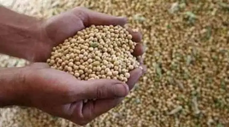 Maharashtra soya bean farners, maharashtra soya bean cultivation, maharashtra soya bean fake seeds, maharashtra soya bean seed failure, indian express news