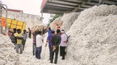 government’s minimum support price, cotton growers, cotton corporation of india, india news, indian express