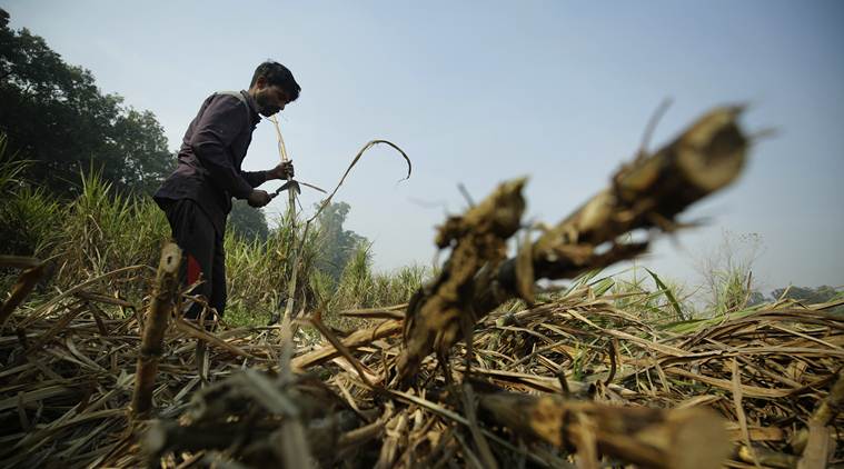 Sugarcane crushing season, Sugarcane production India, Pune city news, indian express news