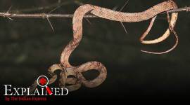 cobra genome, snakebite, snakebite virus, indian express explained, explained news, latest news, indian express