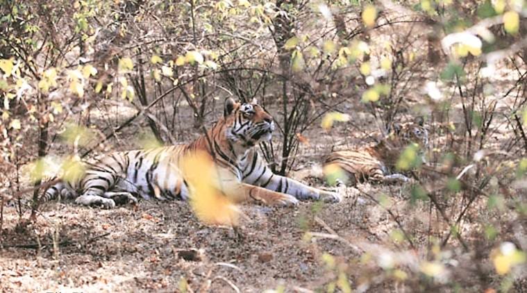 man-animal conflict, Maharashtra tiger attack, Chandrapur tiger attack, nagpur news, maharashtra news, indian express news