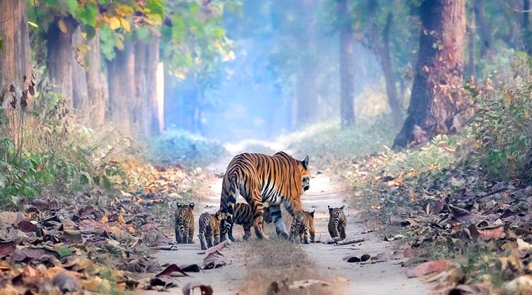 pakke tiger reserve, pakke, arunachal tiger reserve, arunachal pradesh tiger reserve, pakke tiger reserve in arunachal, pema khandu, pakke tiger reserve road