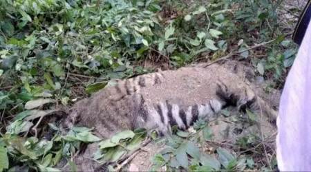 goa tiger dead, tiger carcass goa forest, goa chief minister, goa news, latest news, indian express
