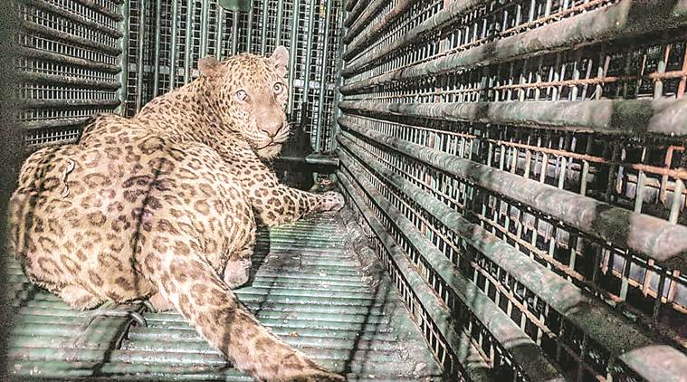 Gujarat: Two children attacked in Surat last week; Forest dept replaces iron cages with fibre traps to catch leopards | Cities News,The Indian Express