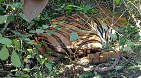 goa tiger dead, tiger carcass goa forest, goa chief minister, goa tiger carcass found, goa news, latest news, indian express