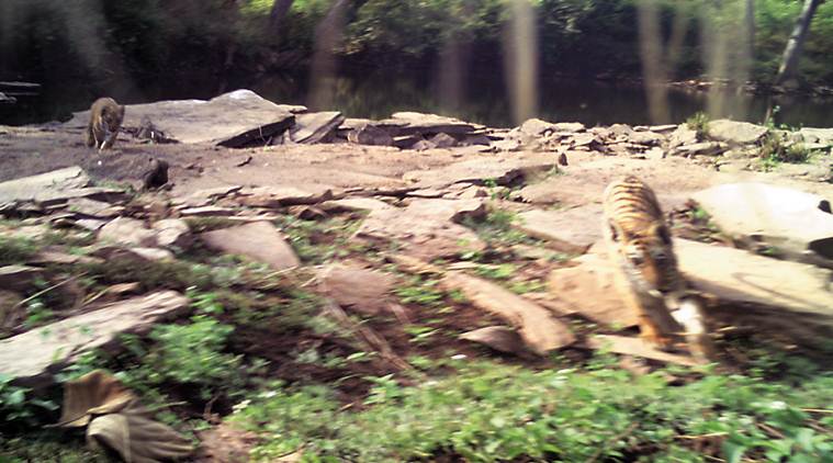 Nauradehi Sanctuary, Nauradehi Sanctuary tigers, tiger cubs Nauradehi Sanctuar, Nauradehi Sanctuary tiger relocation, tiger population, madhya pradesh tiger population