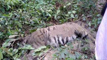 goa tiger dead, tiger carcass goa forest, goa chief minister, goa news, latest news, indian express