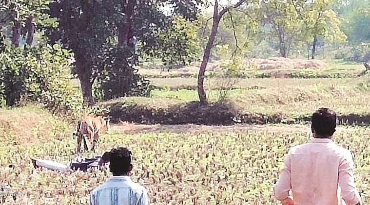 man-animal conflict, Tigress kills woman, tigress attack in Chandrapur district, nagpur news, mumbai news, maharashtra news, indian express news