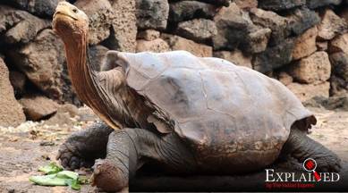 Diego tortoise, who is Diego the tortoise, Galapagos National Park, Chelonoidis hoodensis, indian express, indian express explained