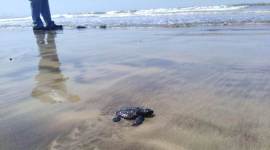 Mumbai news, mumbai city news, maharashtra news, Versova beach, turtle breeding ground, Chamber of Commerce, indian express news