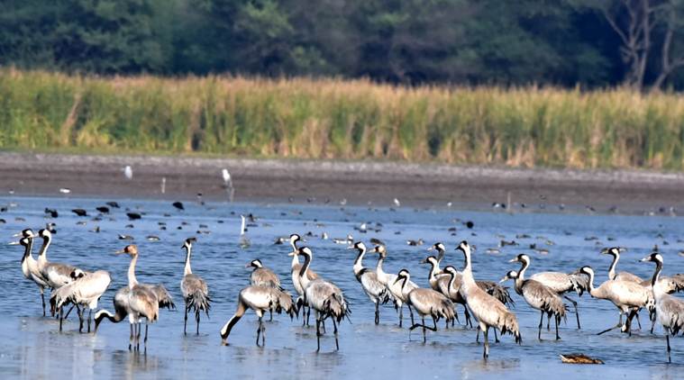 Nandur Madhameshwar Wetland