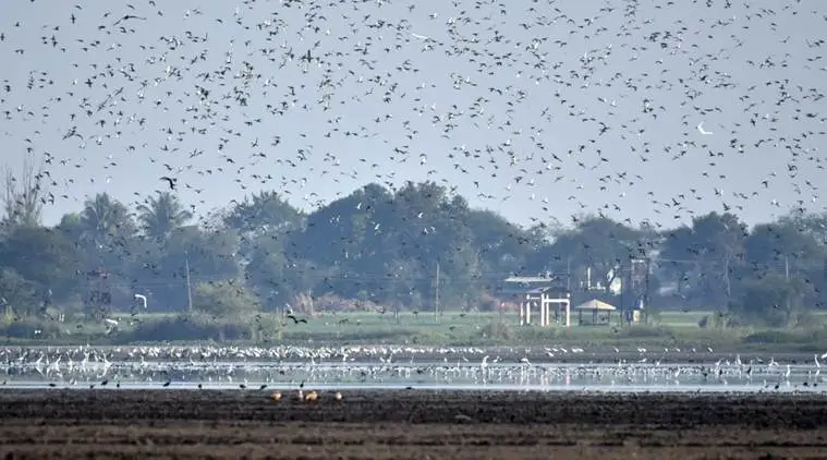 Nandur Madhmeshwar wetland becomes Maharashtra's first Ramsar sites | India  News - The Indian Express