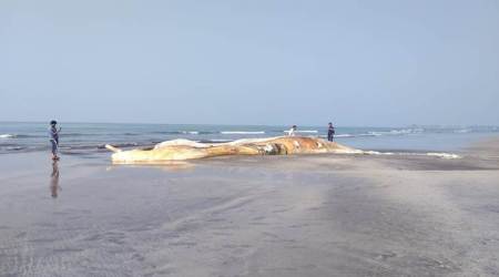Ratnagiri: Carcass of 57-ft Bryde’s whale washes ashore