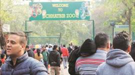 mahendra chaudhary zoological park, chhatbir zoo, punjab state electricity department, chandigarh city news, punjab news, indian express news